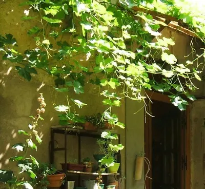 a tree branch with lots of plants in front of a building at La Vigne Bleue in Olonzac