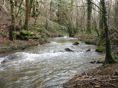 a stream in the middle of a forest at Le Moulin du Barthas in Montredon-Labessonnié