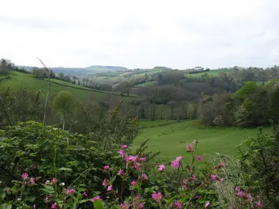 a green field with pink flowers in the foreground at Gîte La Maison du Meunier in Montredon-Labessonnié