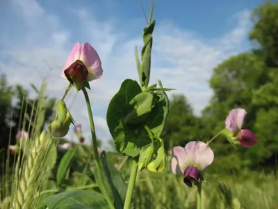 a group of pink flowers in a field at Gîte La Maison du Meunier in Montredon-Labessonnié