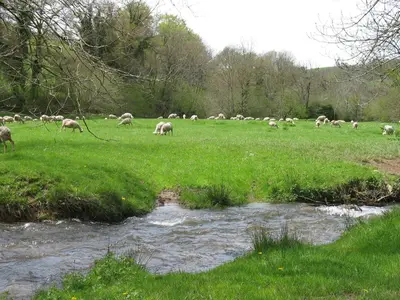 a herd of sheep grazing in a field next to a stream at Gîte La Maison du Meunier in Montredon-Labessonnié