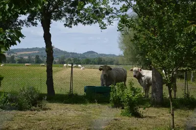 two cows standing next to a fence in a field at Gîte à la Ferme de la Bouriette in Revel