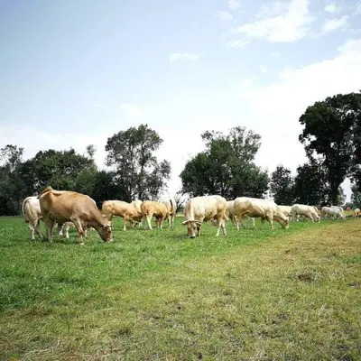 a herd of cows grazing in a field of grass at Gîte à la Ferme de la Bouriette in Revel