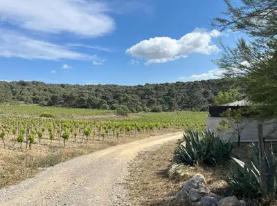 a dirt road next to a field of vines at Gîte de 12 personnes au cœur d'un domaine viticole in Gruissan