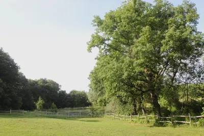 a tree in a field next to a fence at Gîte - La Couderquié in Lautrec