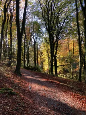 a path in the woods with leaves on the ground at Maison en pierre dans le Sidobre in Le Bez