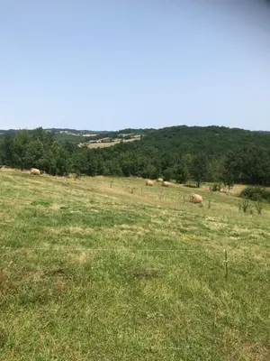 a field of grass with animals grazing in the distance at Mobil home 3 CH in Damiatte