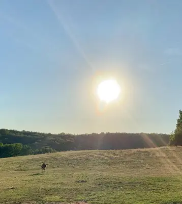 a cow in a field with the sun in the sky at Mobil home 3 CH in Damiatte