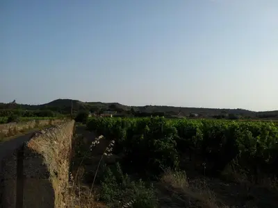 a vineyard with a road and a field of grapes at Millot Conilhac in Conilhac-Corbières