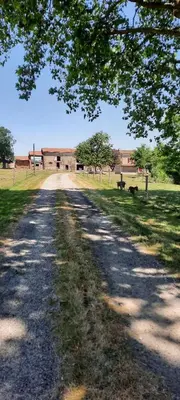 a dirt road in a field with a dog on the side at demeure de charme in Mazères
