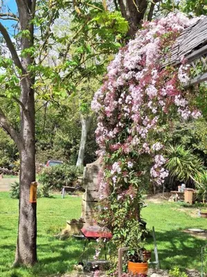 a bush of pink flowers on a tree at domaine de Capoulade in Narbonne