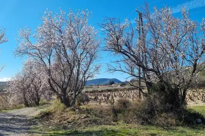 a dirt road with trees in a field at Gîte de la confluence in Padern