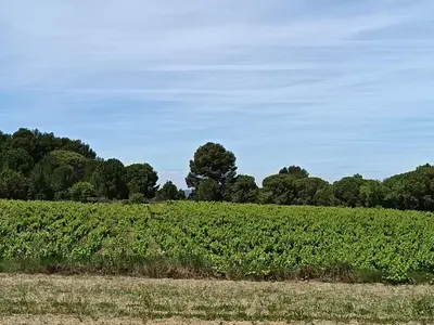a field of crops with trees in the background at Maison Magnolia in Marcorignan