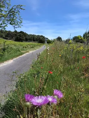 a field of flowers on the side of a road at Maison Magnolia in Marcorignan