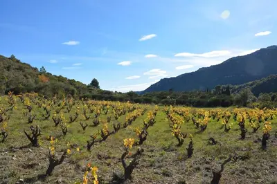 a field of sunflowers with mountains in the background at VILLA VILATA A PADERN DANS LES CORBIÈRES SAUVAGES in Padern