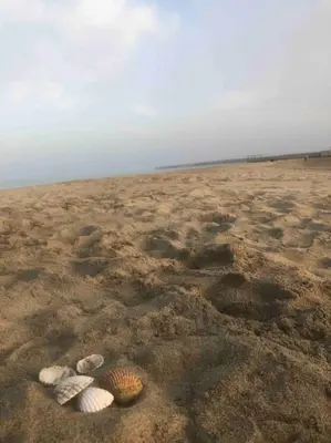 three shells in the sand on a beach at Le colibri in Lapalme
