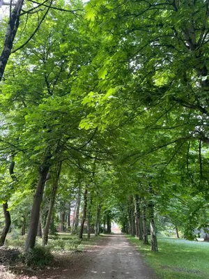 a dirt road lined with trees in a park at Domaine La Belle Histoire - Gîte côté jardin in Besset