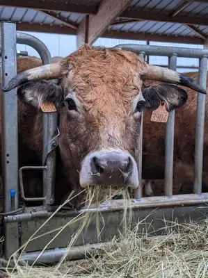 a cow with horns eating hay in a stall at Grand gîte au cœur des Pyrénées - Ariège Mijanes in Mijanès