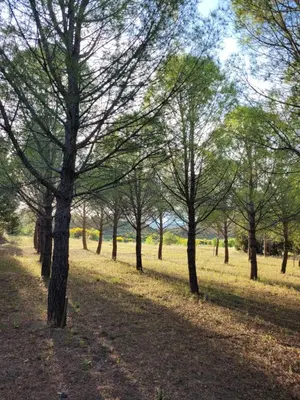a group of trees in a grassy field at Casa Allègre in Aigne