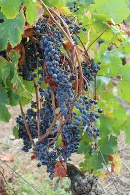 a bunch of grapes hanging on a vine at 2 bedroom home with shared pool in lovely market town of Olonzac in wine region in Olonzac