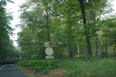 a forest with trees and a dirt road at La maison du Thoré in Saint-Amans-Valtoret