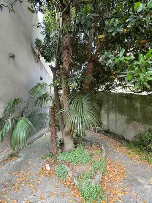 a small tree sitting next to a wall at Vivez Castelnaudary à pied, T2 cosy avec jardin, proche gare et canal du midi in Castelnaudary