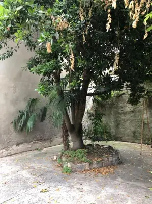 a small tree in a stone foundation next to a wall at Vivez Castelnaudary à pied, T2 cosy avec jardin, proche gare et canal du midi in Castelnaudary