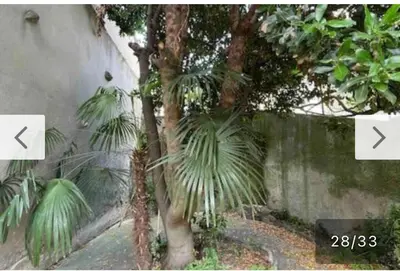 a small palm tree next to a wall at Vivez Castelnaudary à pied, T2 cosy avec jardin, proche gare et canal du midi in Castelnaudary