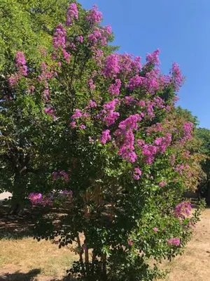 a tree with pink flowers on it in a field at château de Paulignan in Trausse