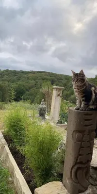 a cat sitting on top of a stone pillar at Ferme Bordeneuve in Sonnac-sur-lʼHers