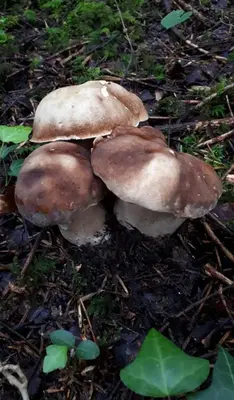 a group of three mushrooms on the ground at Ferme Bordeneuve in Sonnac-sur-lʼHers