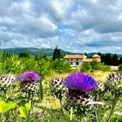 a field of purple flowers with a house in the background at Piano apartment in Taurize