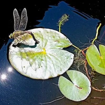 a dragonfly sitting on a lily pad in the water at Piano apartment in Taurize