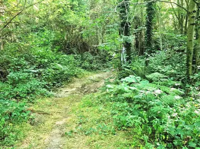a dirt road in the middle of a forest at Maison au calme avec jardin et parking privé in Rouairoux