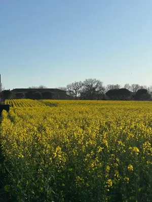 a field of yellow flowers in a field at Chambre d'hôte in Revel