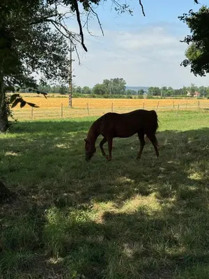 a horse grazing in the grass in a field at Chambre d'hôte in Revel