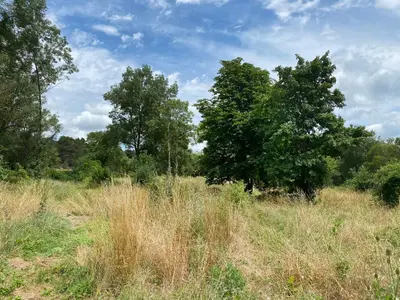 a field of tall grass with trees in the background at Zen Experience including Yoga & Healthy food in Ladern-sur-Lauquet