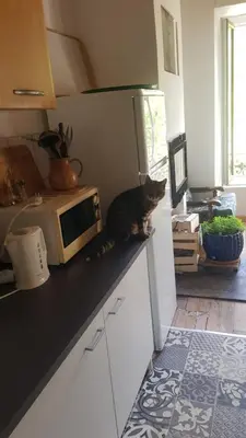a cat sitting on a counter in a kitchen at Gite de l'école in Saint-Louis-et-Parahou