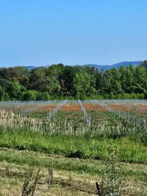 a field with a bunch of vines at Domaine VILLECARLA Gîte 1, Canal du Midi Carcassonne in Villedubert