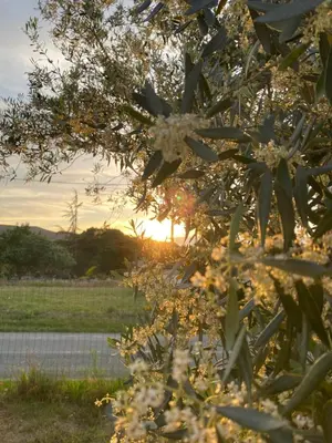 a tree with white flowers in front of a field at Gite Thym spa au coeur d'une oliveraie des Corbières in Saint-Jean-de-Barrou