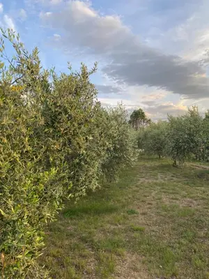 a row of apple trees in an orchard at Gite Thym spa au coeur d'une oliveraie des Corbières in Saint-Jean-de-Barrou