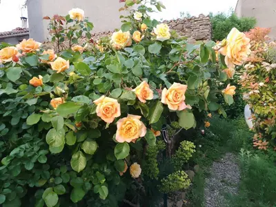 a bunch of yellow roses in a garden at Maison isivier in Magrie
