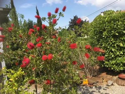 a bush with red flowers in a garden at Maison Bon Ton in Paraza