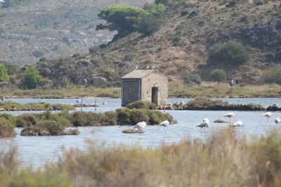 a group of flamingos standing in a body of water at Gîte La Tchoupetta in Peyriac-de-Mer