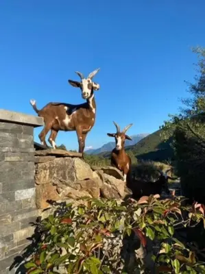 two goats standing on top of a rock at Casa del Sola in Mosset
