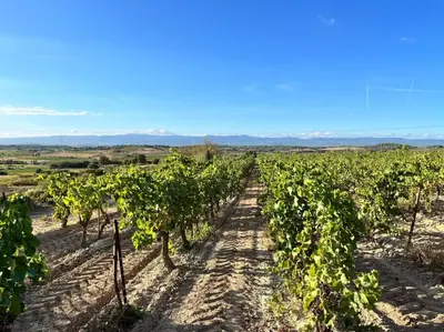 a row of grape vines in a field at Haut de maison et piscine dans un domaine viticole in Montbrun-des-Corbières