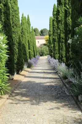 a garden with a row of trees and a walkway at Maison provençale en Corbières in Saint-Laurent-de-la-Cabrerisse
