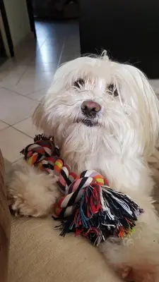 a white dog laying on the floor wearing a scarf at La Demeure du Pressoir in Cuxac-dʼAude
