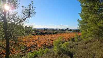 a field of crops with the sun in the sky at La Maison de Jeanne in Narbonne