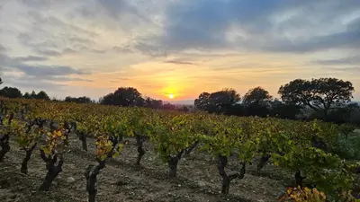 a vineyard at sunset with the sun setting in the background at La Maison de Jeanne in Narbonne
